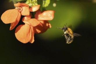 Common carder bumble bee (Bombus pascuorum) adult insect flying towards runner bean garden