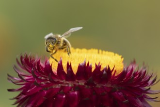 Honey bee (Apis mellifera) adult insect feeding on a garden Strawflower flower in the summer,