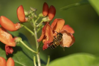 Honey bee (Apis mellifera) adult insect feeding on garden runner bean vegetable flowers in the