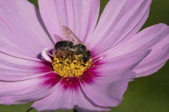 Leafcutter bee (Megachile spp.) adult insect on a garden Cosmos flower in the summer, England,