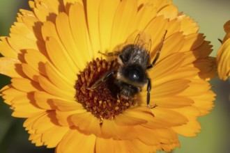Buff tailed bumble bee (Bombus terrestris) adult insect feeding on an orange garden pot marigold