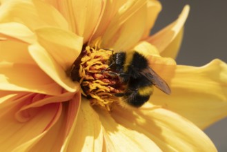 Buff tailed bumble bee (Bombus terrestris) adult insect feeding on a garden Dahlia flower in the