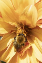 Common carder bumble bee (Bombus pascuorum) adult insect feeding on a garden Dahlia flower in the