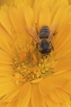 Honey bee (Apis mellifera) adult insect feeding on an orange garden pot marigold flower in the