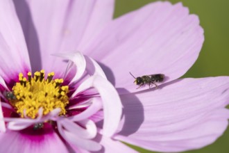 Yellow faced bee (Hylaeus spp.) adult insect on a garden Cosmos flower in the summer, England,