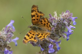 Comma butterfly (Polygonia c-album) adult insect feeding on garden Catmint flowers in the summer,