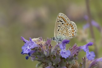 Common blue butterfly (Polyommatus icarus) adult insect feeding on Catmint flowers in the summer,