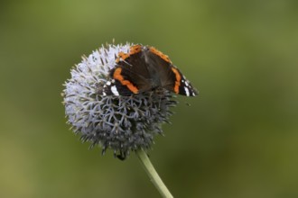 Red admiral butterfly (Vanessa atalanta) adult insect feeding on a garden Globe thistle flower in