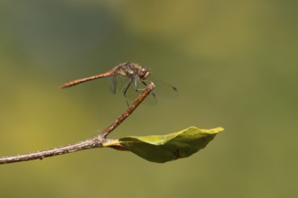 Common darter dragonfly (Sympetrum striolatum) adult insect resting on a tree branch in the summer,