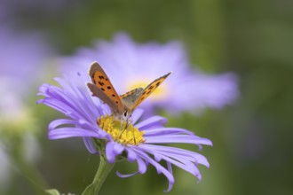 Small copper butterfly (Lycaena phlaeas) adult insect feeding on garden blue Aster flowers in the