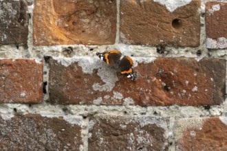 Red admiral butterfly (Vanessa atalanta) adult insect on a garden brick wall in the summer,
