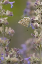 Common blue butterfly (Polyommatus icarus) adult insect feeding on Catmint flowers in the summer,
