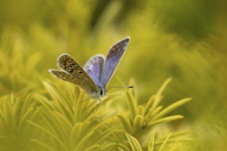 Common blue butterfly (Polyommatus icarus) adult insect resting on a Yew tree leaves in the summer,