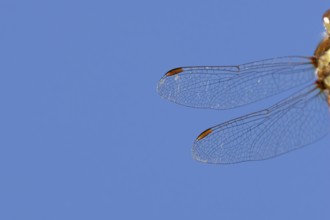 Common darter dragonfly (Sympetrum striolatum) adult insect close up of one pair of wings in the
