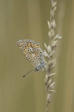 Common blue butterfly (Polyommatus icarus) adult insect resting on a grass stem in the summer,