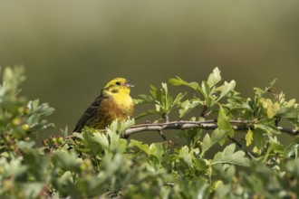 Yellowhammer (Emberiza citrinella) adult male bird singing in a hawthorn hedgerow in summer,