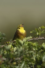 Yellowhammer (Emberiza citrinella) adult male bird singing in a hawthorn hedgerow in summer,