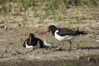 Eurasian oystercatcher (Haematopus ostralegus) two adult wading birds seemingly adopted a Pied