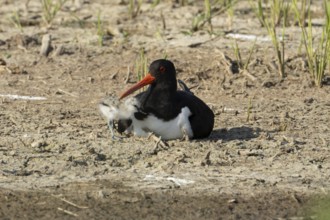 Eurasian oystercatcher (Haematopus ostralegus) adult wading bird seemingly adopted a Pied avocet
