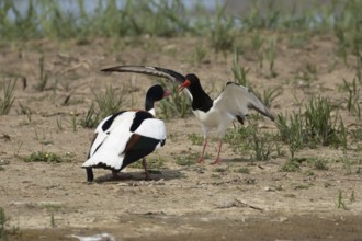 Eurasian oystercatcher (Haematopus ostralegus) adult wading bird fighting with a Shelduck (Tadorna