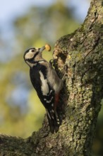 Great spotted woodpecker (Dendrocopos major) adult bird with an acorn for food on a tree branch,