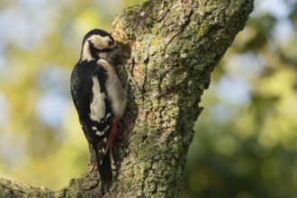 Great spotted woodpecker (Dendrocopos major) adult bird searching for food on a tree branch,