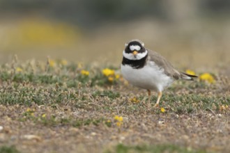 Ringed plover (Charadrius hiaticula) adult wading bird on a shingle dune in summer, England, United