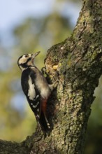 Great spotted woodpecker (Dendrocopos major) adult bird searching for food on a tree branch,
