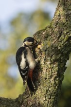 Great spotted woodpecker (Dendrocopos major) adult bird storing an acorn for food on a tree branch,