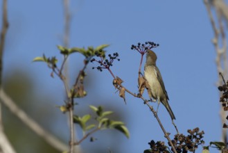 Eurasian blackcap (Sylvia atricapilla) adult female bird feeding on an Elder tree berry in a