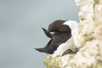 Razorbill (Alca torda) adult bird preening on a cliff ledge, RSPB Bempton cliffs nature reserve,
