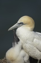 Northern gannet (Morus bassanus) adult parent bird and juvenile baby chick seabirds on a nest on a
