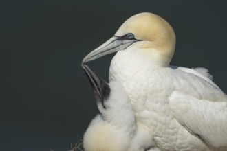 Northern gannet (Morus bassanus) adult parent bird and juvenile baby chick seabirds on a nest on a