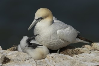 Northern gannet (Morus bassanus) adult parent bird and juvenile baby chick seabirds on a nest on a