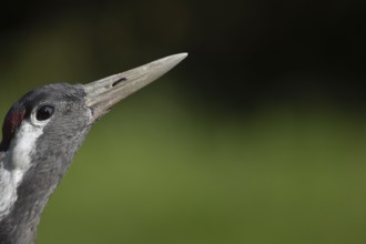 Common crane (Grus grus) adult bird head portrait, England, United Kingdom