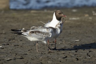 Black headed gull (Chroicocephalus ridibundus) juvenile baby chick begging for food from an adult