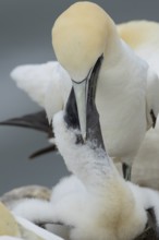 Northern gannet (Morus bassanus) adult parent bird feeding a juvenile baby chick seabird on a nest