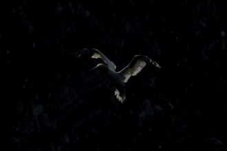 Northern gannet (Morus bassanus) adult seabird flying backlit against a coastal cliff top in