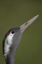 Common crane (Grus grus) adult bird head portrait, England, United Kingdom