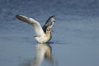 Black headed gull (Chroicocephalus ridibundus) juvenile baby chick stretching its wings in shallow