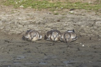 Black headed gull (Chroicocephalus ridibundus) three juvenile baby chicks sleeping on an island in