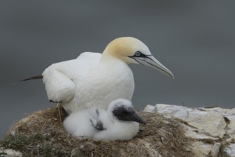 Northern gannet (Morus bassanus) adult parent bird and juvenile baby chick seabirds on a nest on a