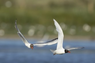 Mediterranean gull (Ichthyaetus melanocephalus) adult bird flying being chased by a Black headed