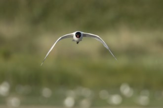 Mediterranean gull (Ichthyaetus melanocephalus) adult bird flying in the summer, England, United