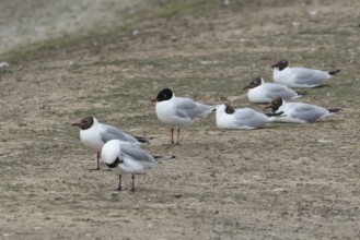 Mediterranean gull (Ichthyaetus melanocephalus) adult bird and Black headed gulls (Chroicocephalus