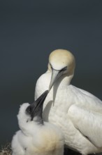 Northern gannet (Morus bassanus) adult parent bird and juvenile baby chick seabirds on a nest on a