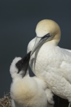 Northern gannet (Morus bassanus) adult parent bird and juvenile baby chick seabirds on a nest on a
