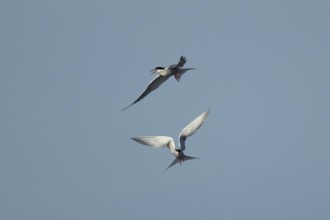 Common tern (Sterna hirundo) two adult birds in flight in summer, England, United Kingdom