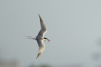Common tern (Sterna hirundo) adult bird in flight with a fish in its beak in summer, England,