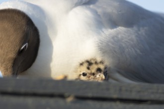 Black headed gull (Chroicocephalus ridibundus) adult and juvenile baby chick at a nest in the
